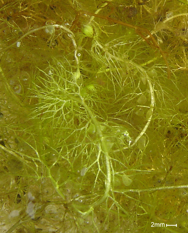 This is a picture of a bladderwort submerged in water. It is green and has little offshoots and stuff, and if one were to look carefully, one might see the traps.