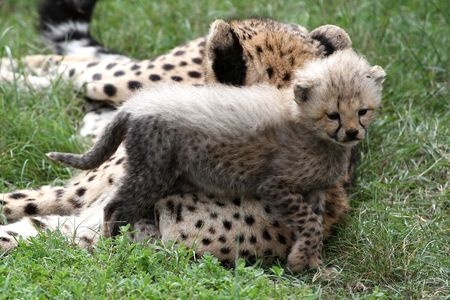 This is an image of a cheetah kitten next to her mother. She has a white stripe down her back and looks kind of like a honey badger.