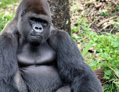 This is a picture of a gorilla staring intently at the camera.  He is big.