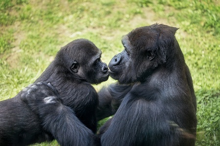 This is a picture of a mother gorilla kissing her child. The gorilla that she is kissing is not a baby, but not full-grown.