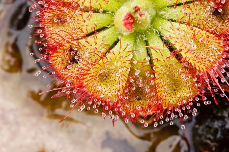 This is a close up image of a sundew, a type of carnivorous plant. At this level of zoom, one can see the plant's surface covered in glistening hairs.